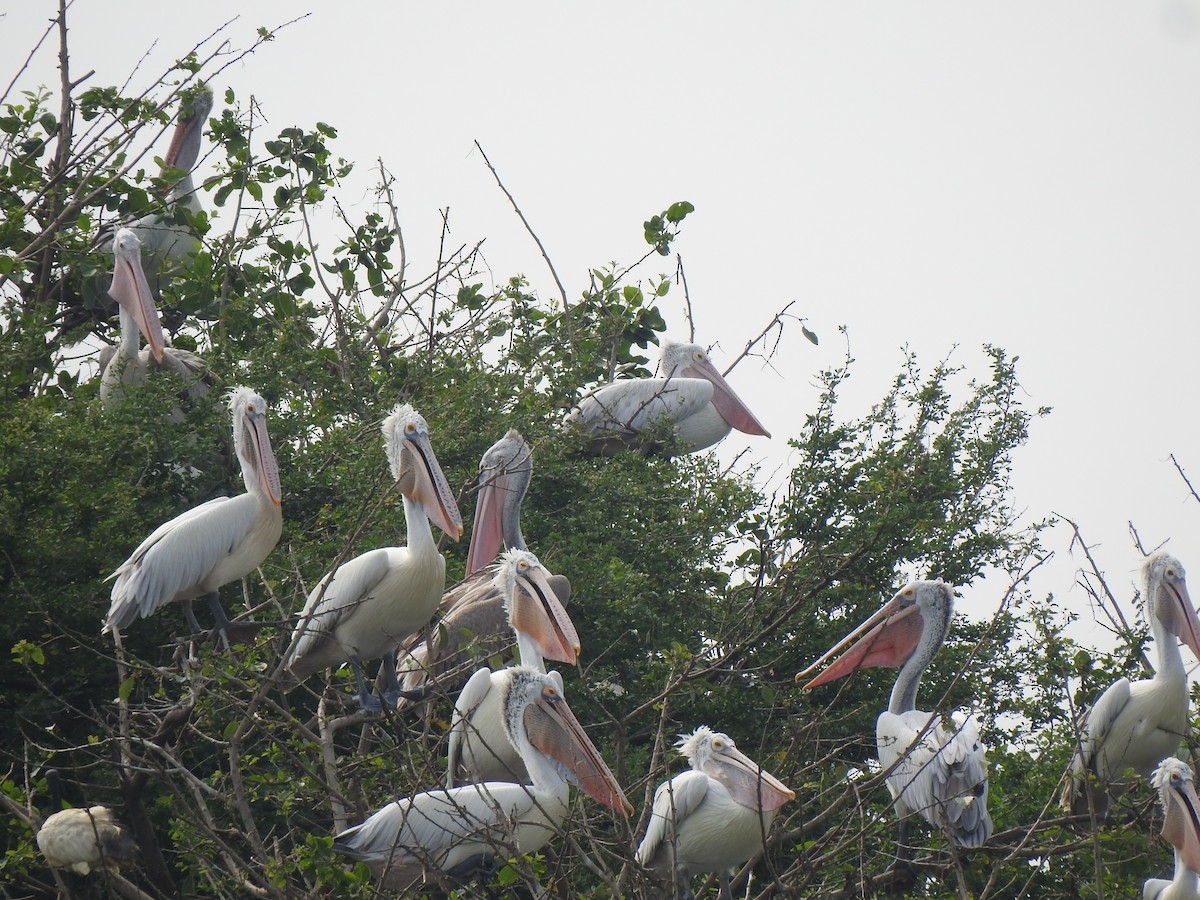 Spot-billed Pelican - ML626558379