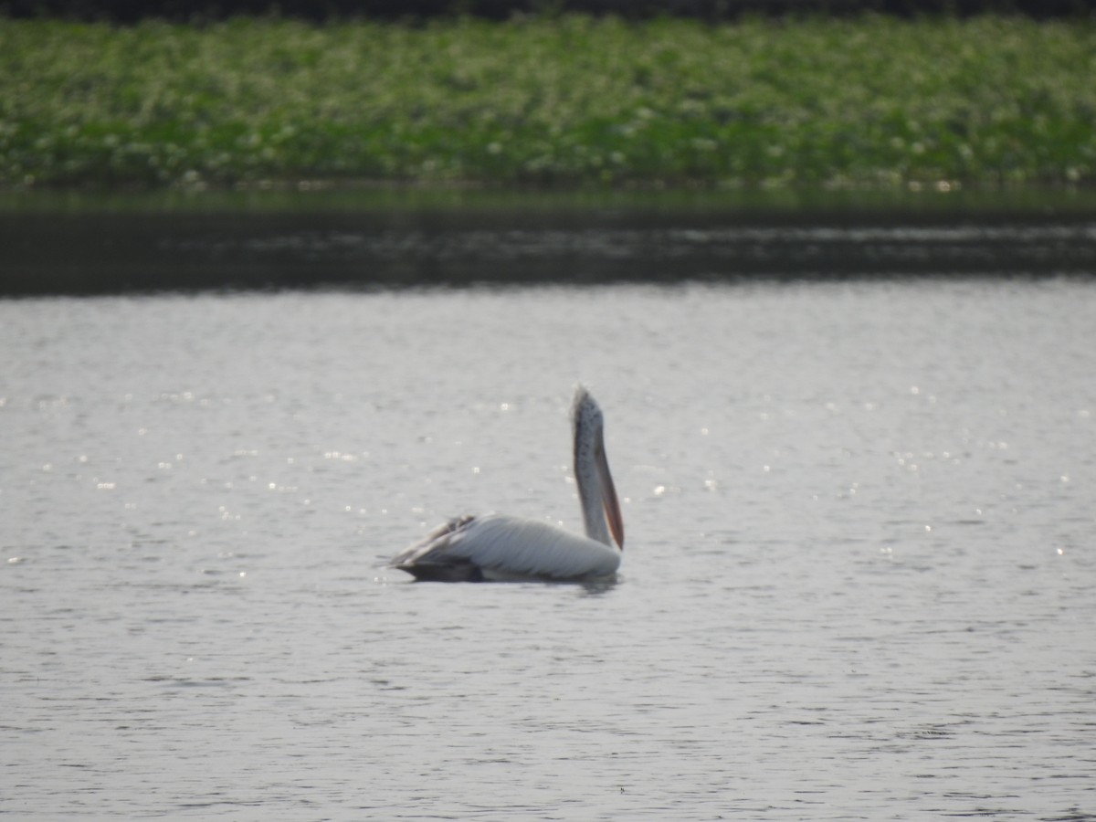 Spot-billed Pelican - ML626558414