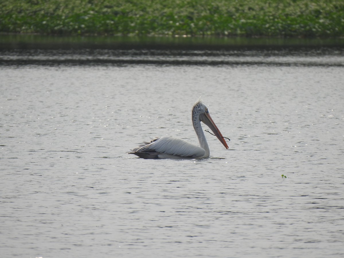 Spot-billed Pelican - ML626558415