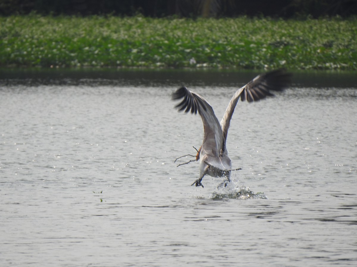 Spot-billed Pelican - ML626558418
