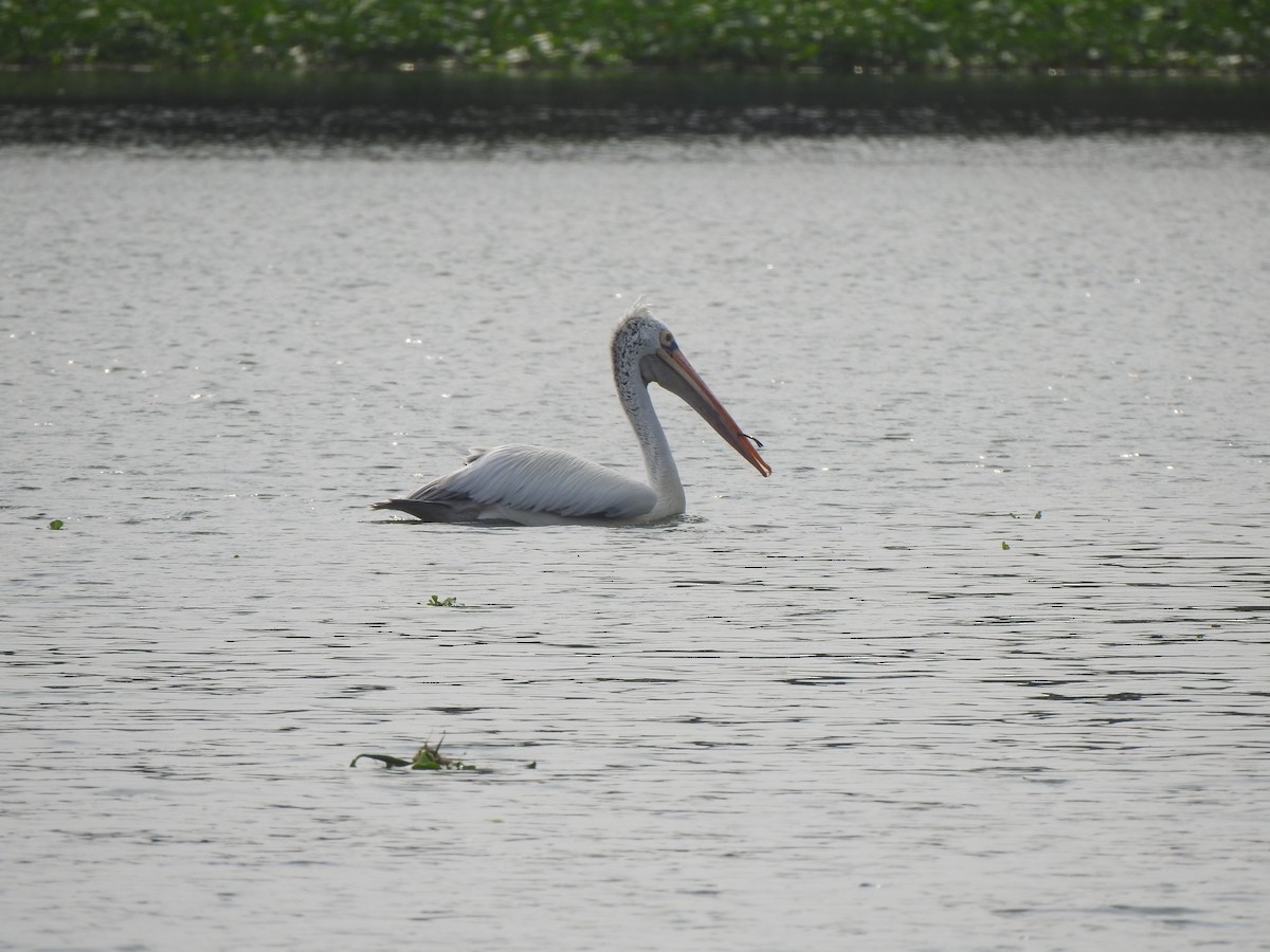 Spot-billed Pelican - ML626558419