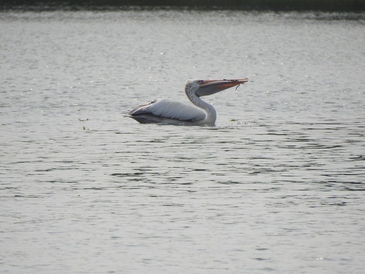 Spot-billed Pelican - ML626558420