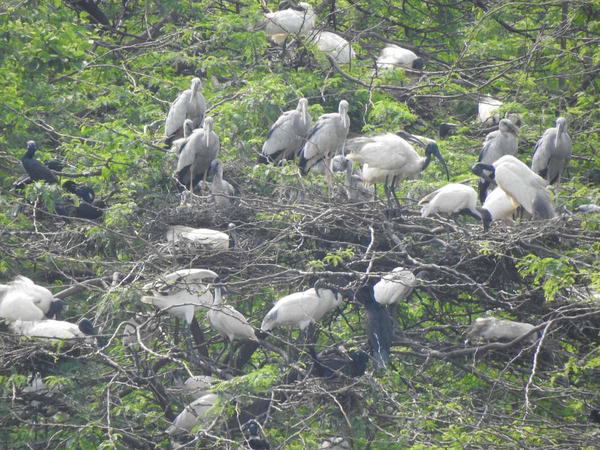 Black-headed Ibis - ML626558445