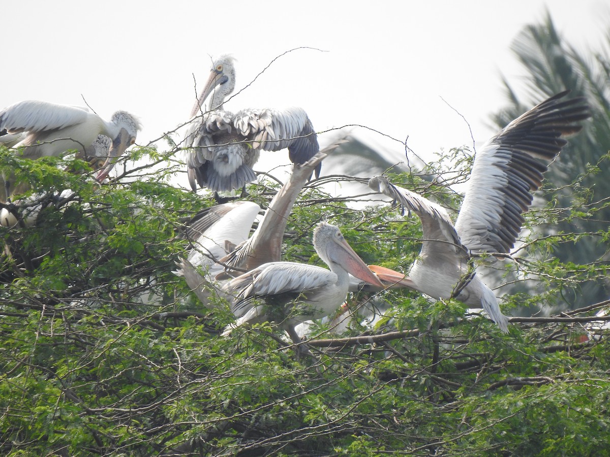 Spot-billed Pelican - ML626558461