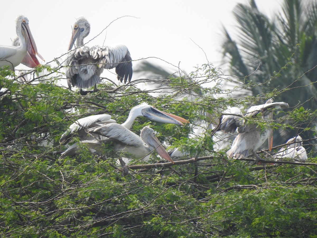 Spot-billed Pelican - ML626558462