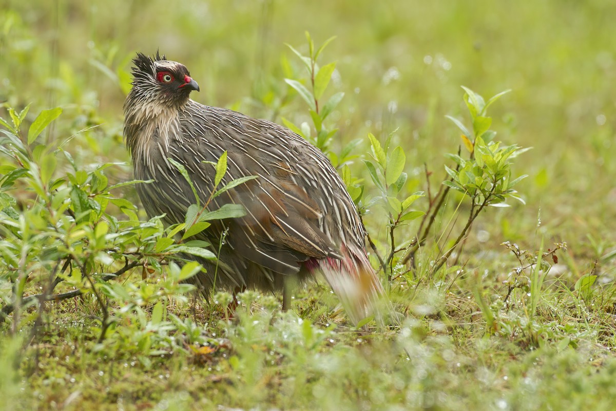 Blood Pheasant - ML626558469