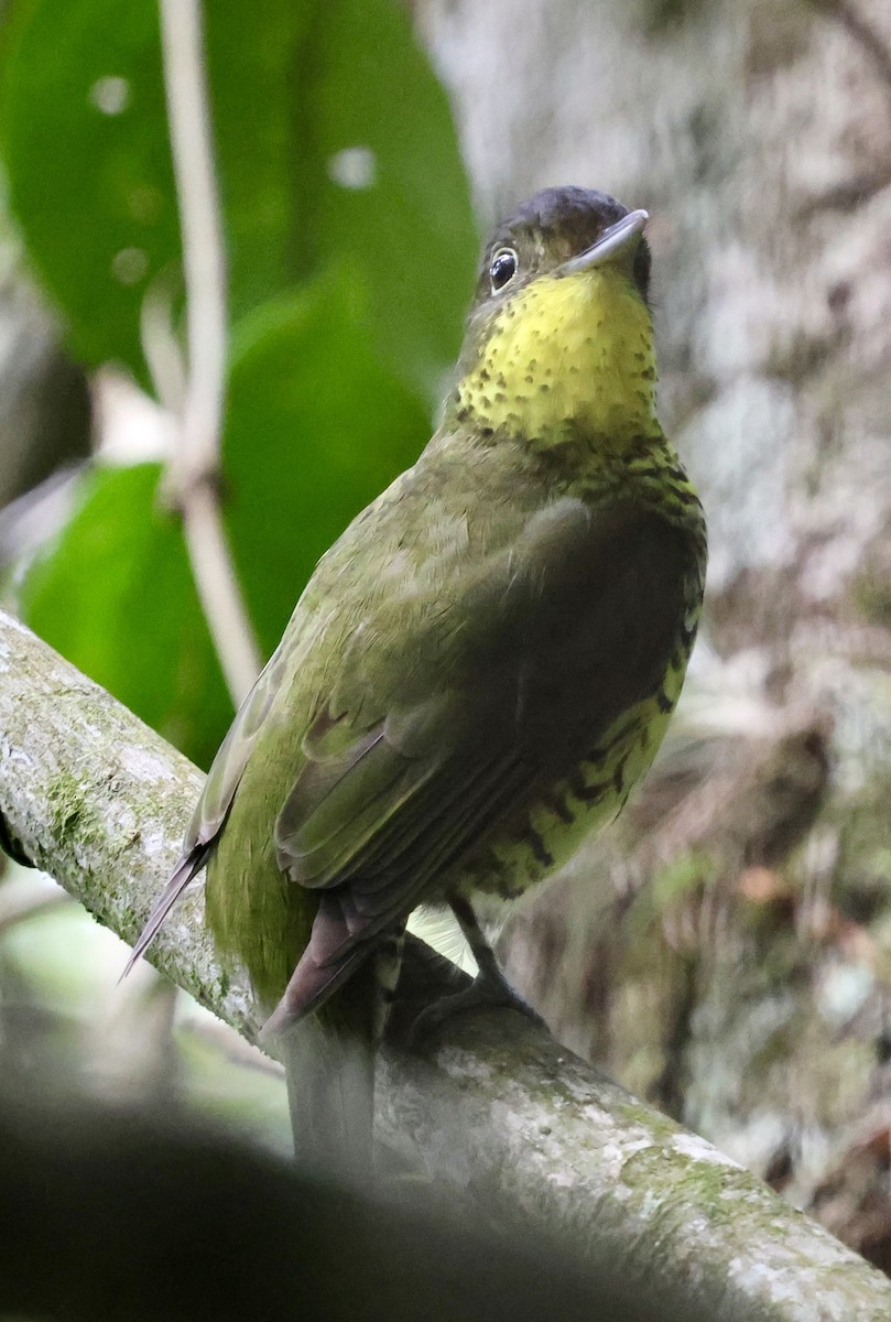 Brazilian Laniisoma - ML626558599