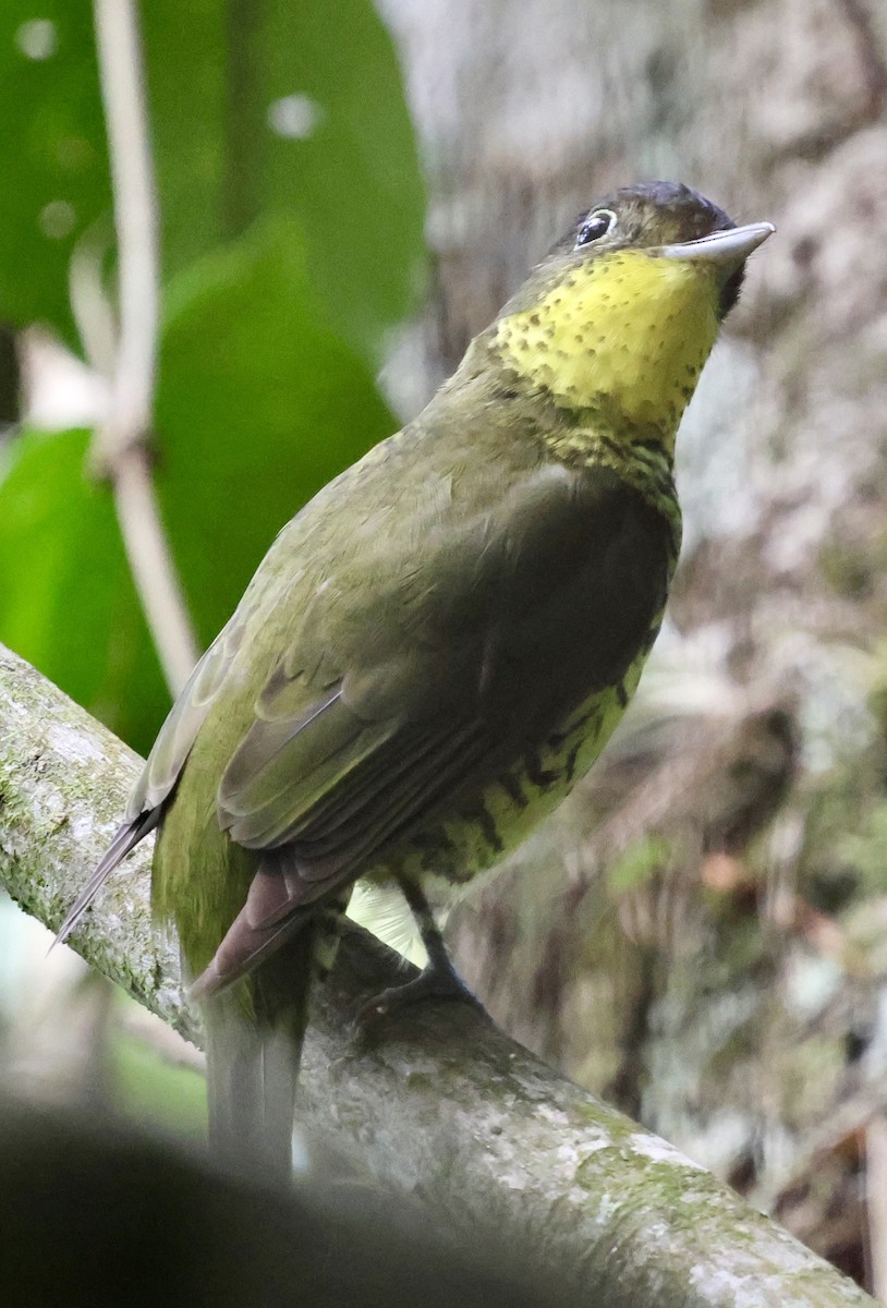 Brazilian Laniisoma - ML626558601