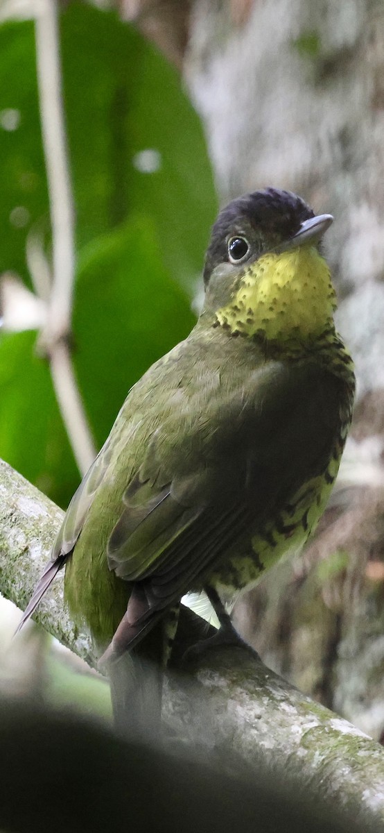 Brazilian Laniisoma - ML626558602