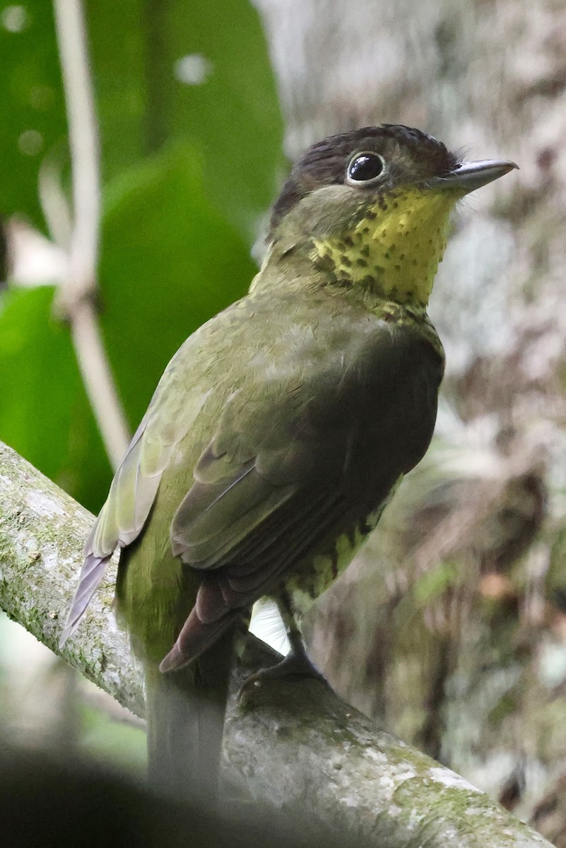 Brazilian Laniisoma - ML626558603