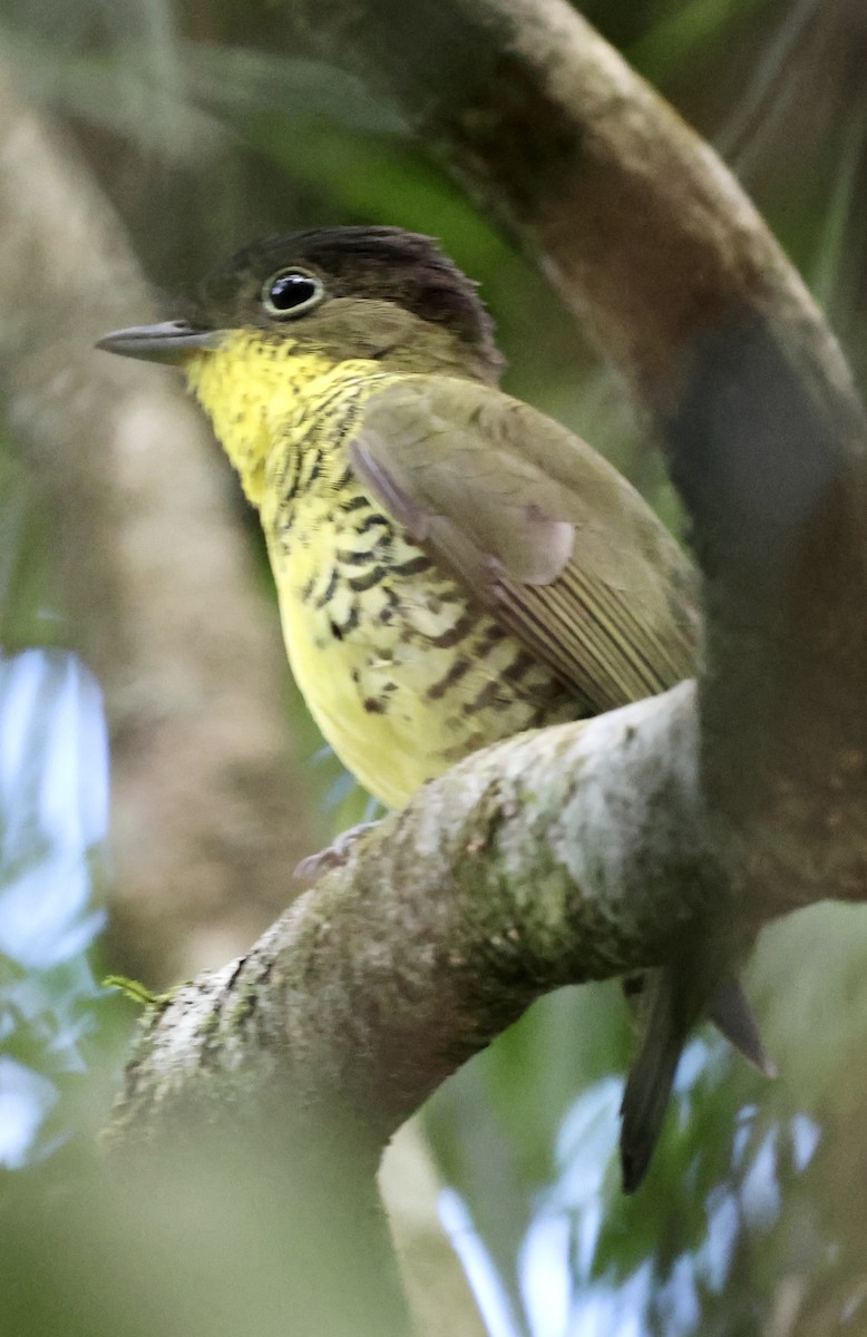 Brazilian Laniisoma - ML626558605