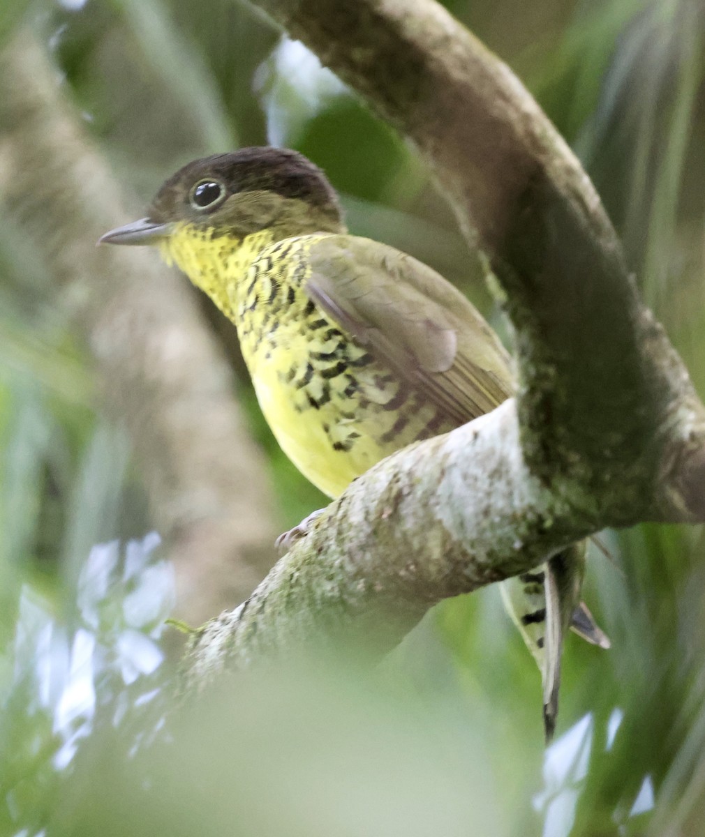 Brazilian Laniisoma - ML626558607