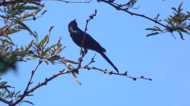 Phainopepla - ML626558648