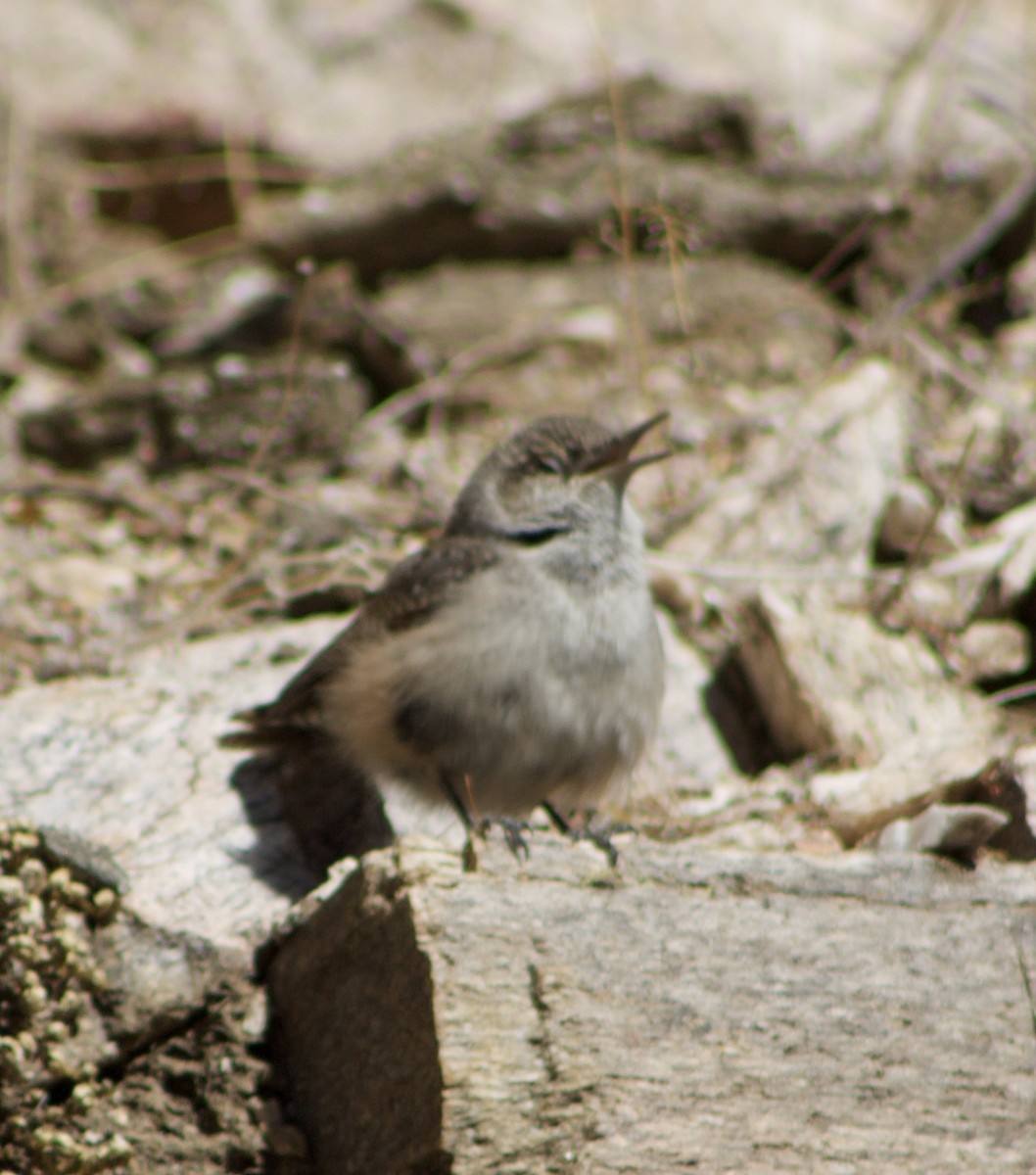 Rock Wren - ML626558724