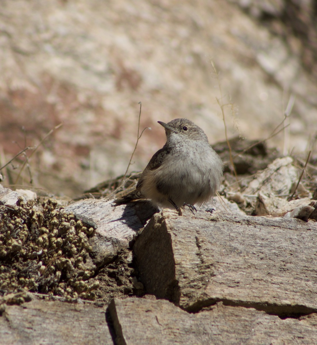 Rock Wren - ML626558725