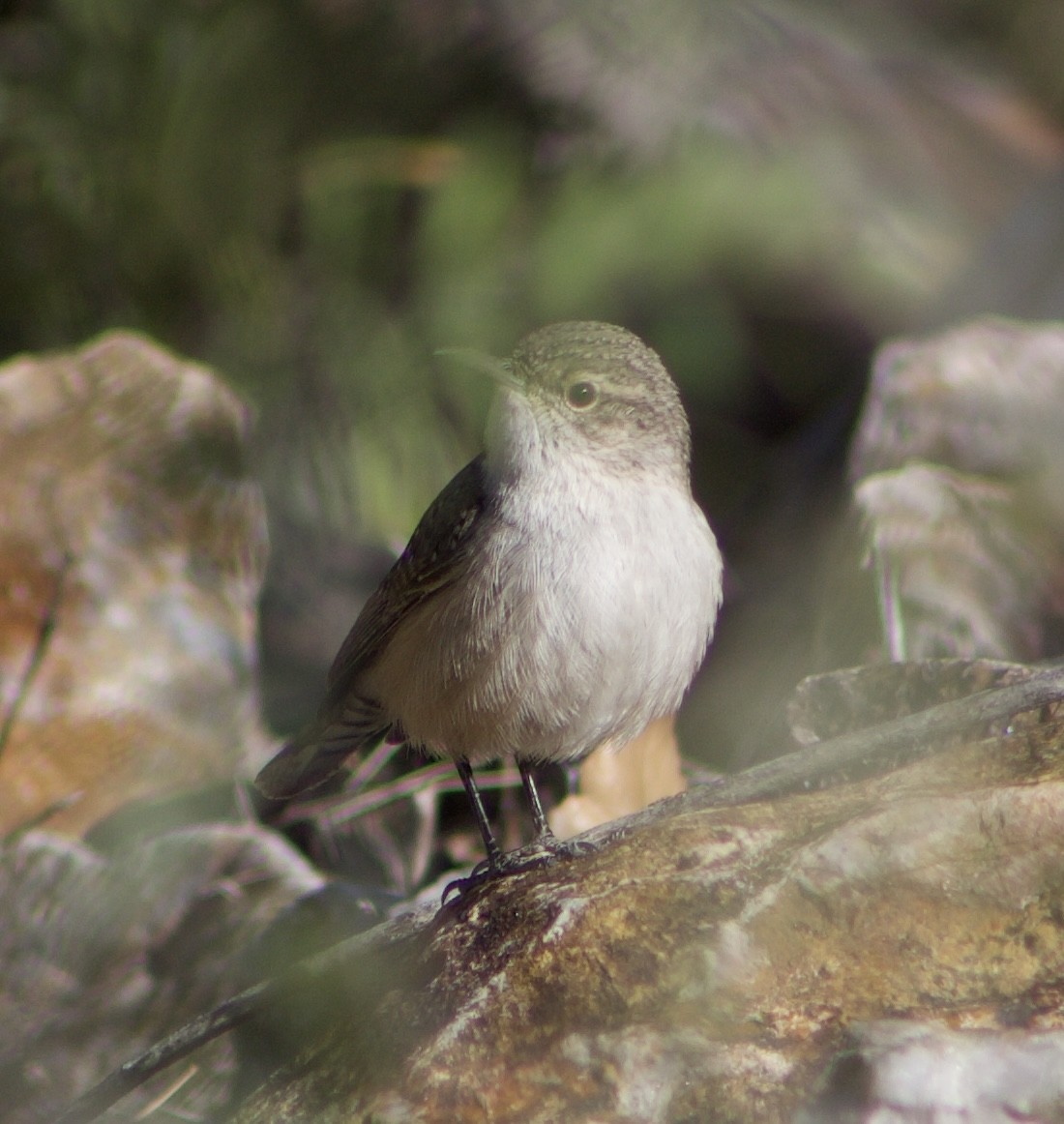 Rock Wren - ML626558726