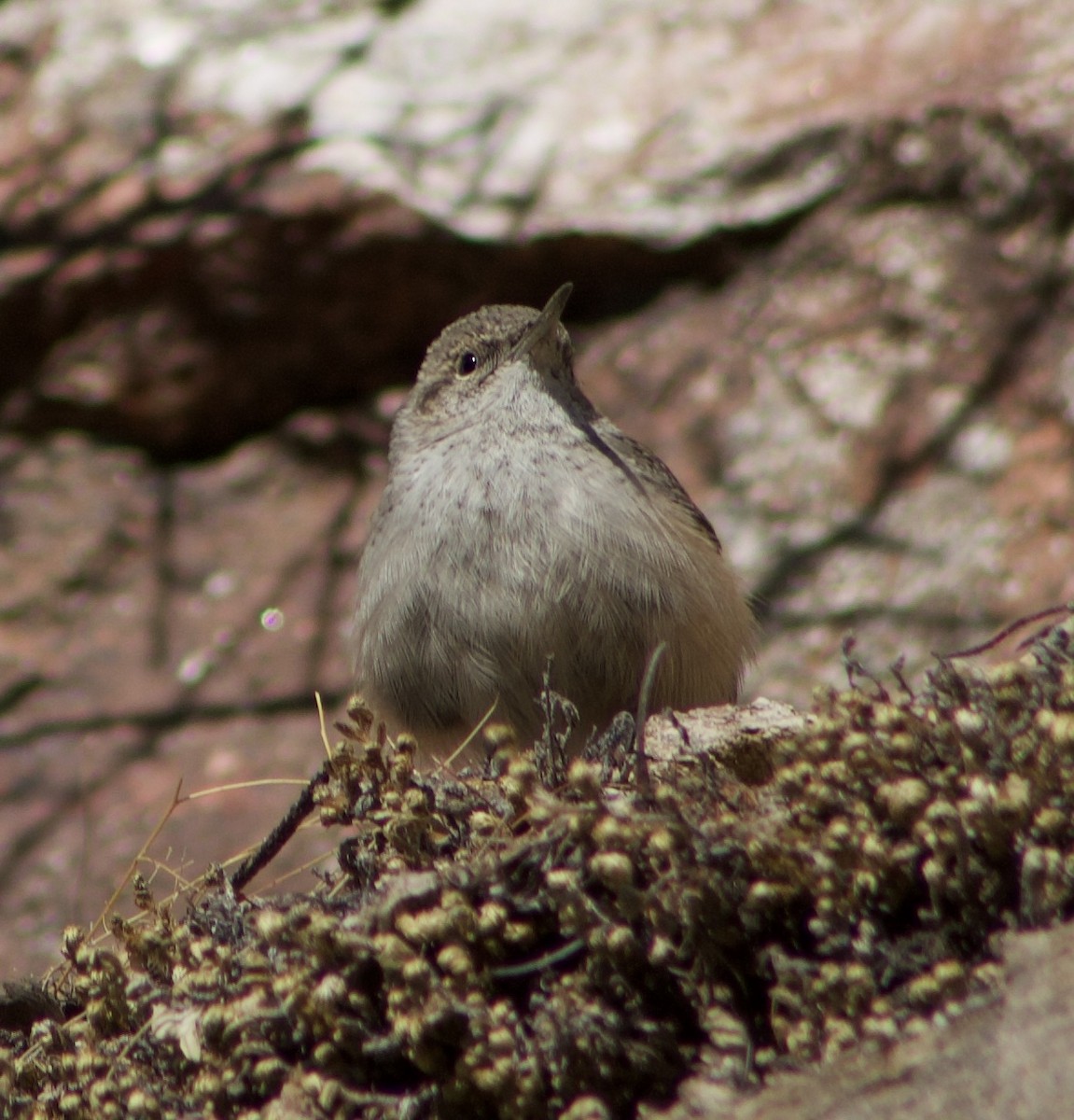 Rock Wren - ML626558727