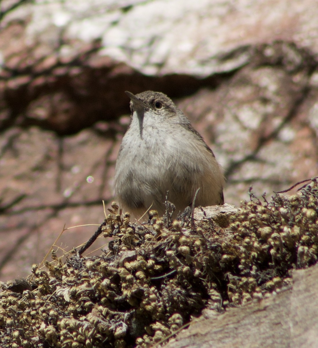 Rock Wren - ML626558728