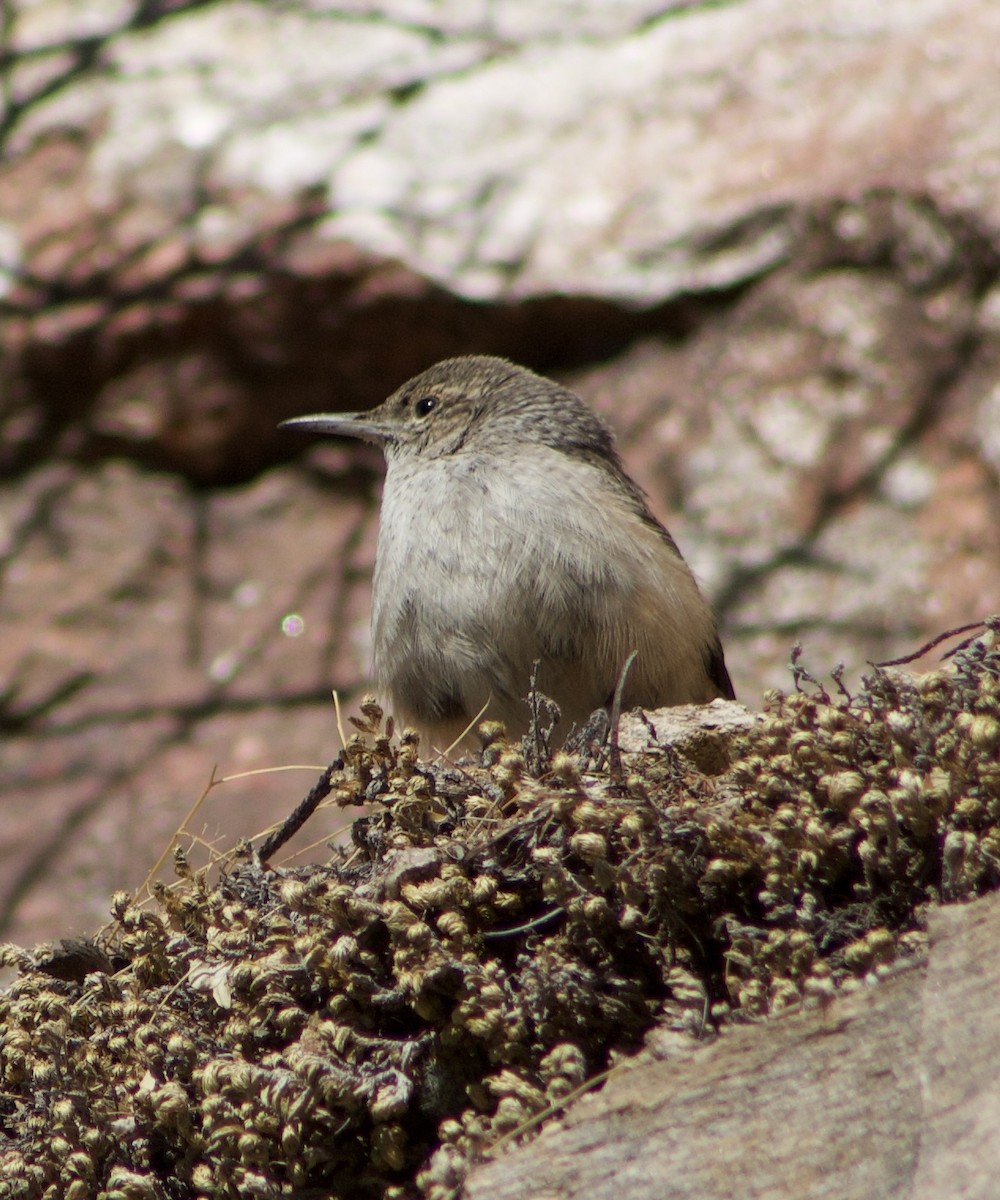 Rock Wren - ML626558729