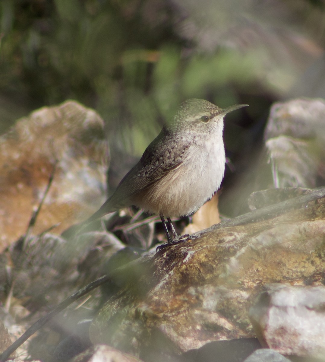 Rock Wren - ML626558730