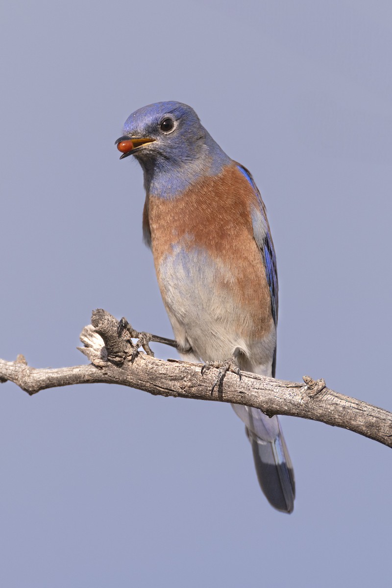 Western Bluebird - ML626558877
