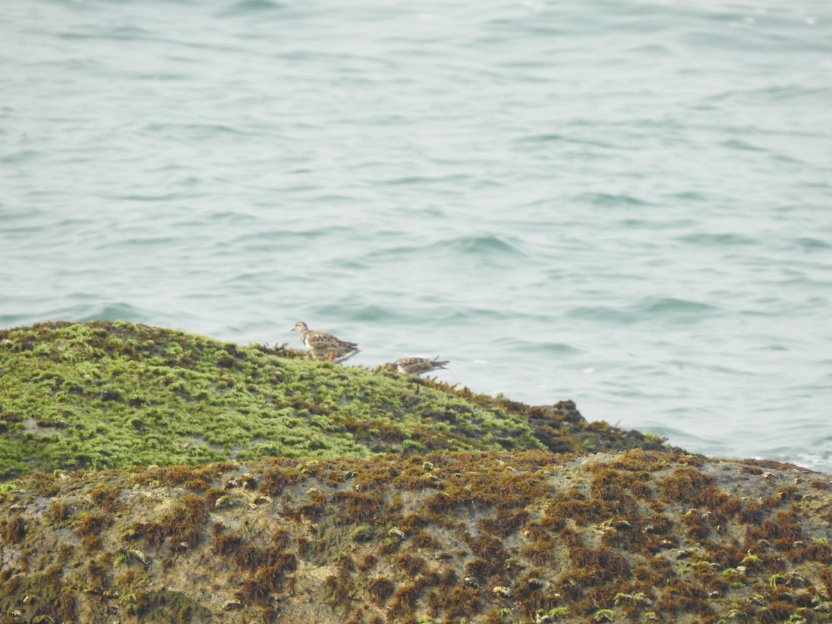 Ruddy Turnstone - ML626559051