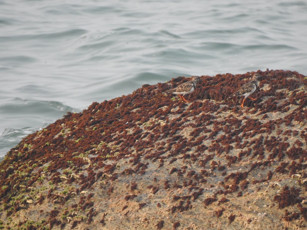 Ruddy Turnstone - ML626559052