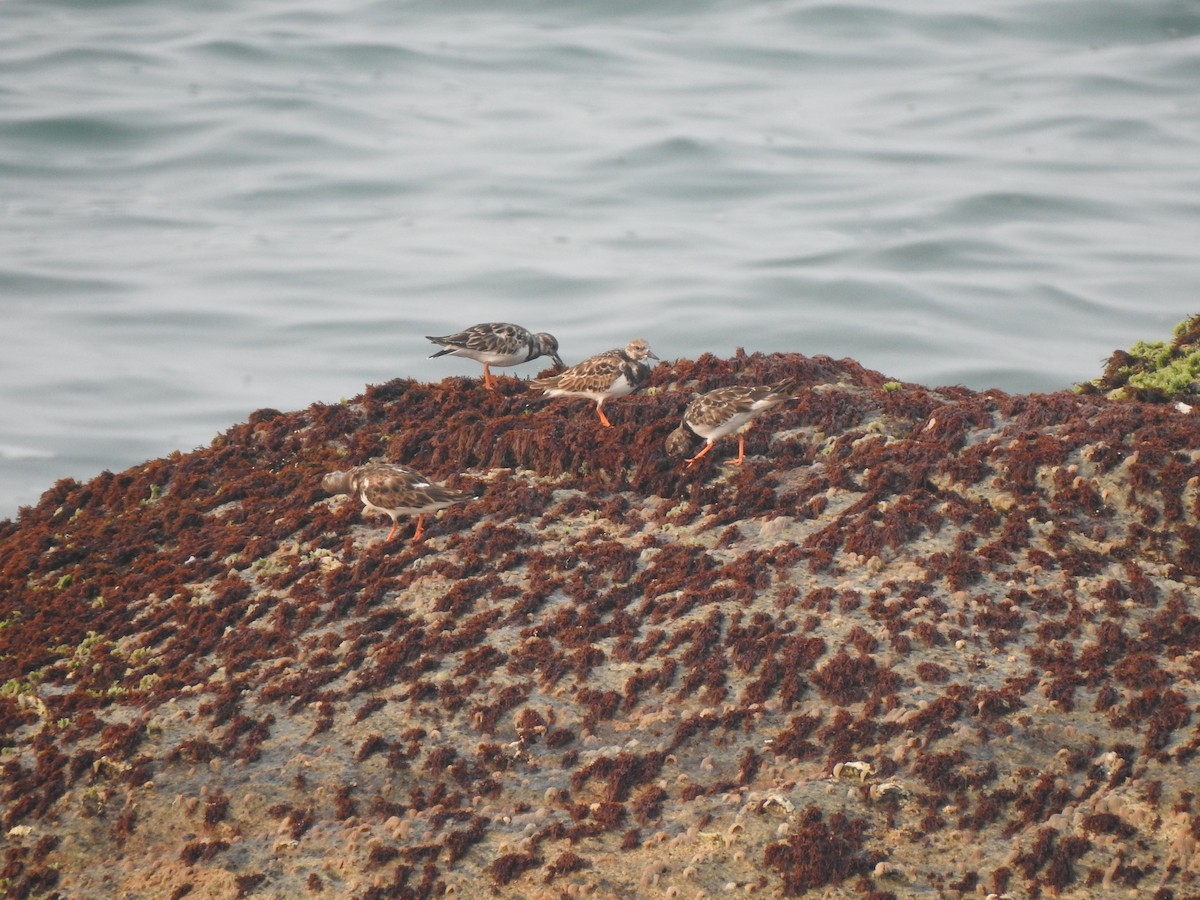 Ruddy Turnstone - ML626559053