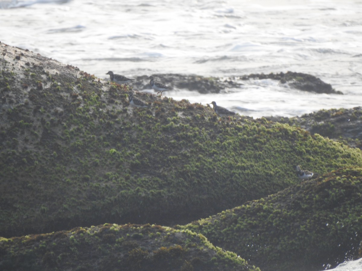 Ruddy Turnstone - ML626559054