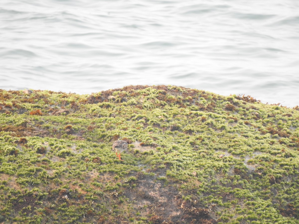 Ruddy Turnstone - ML626559056