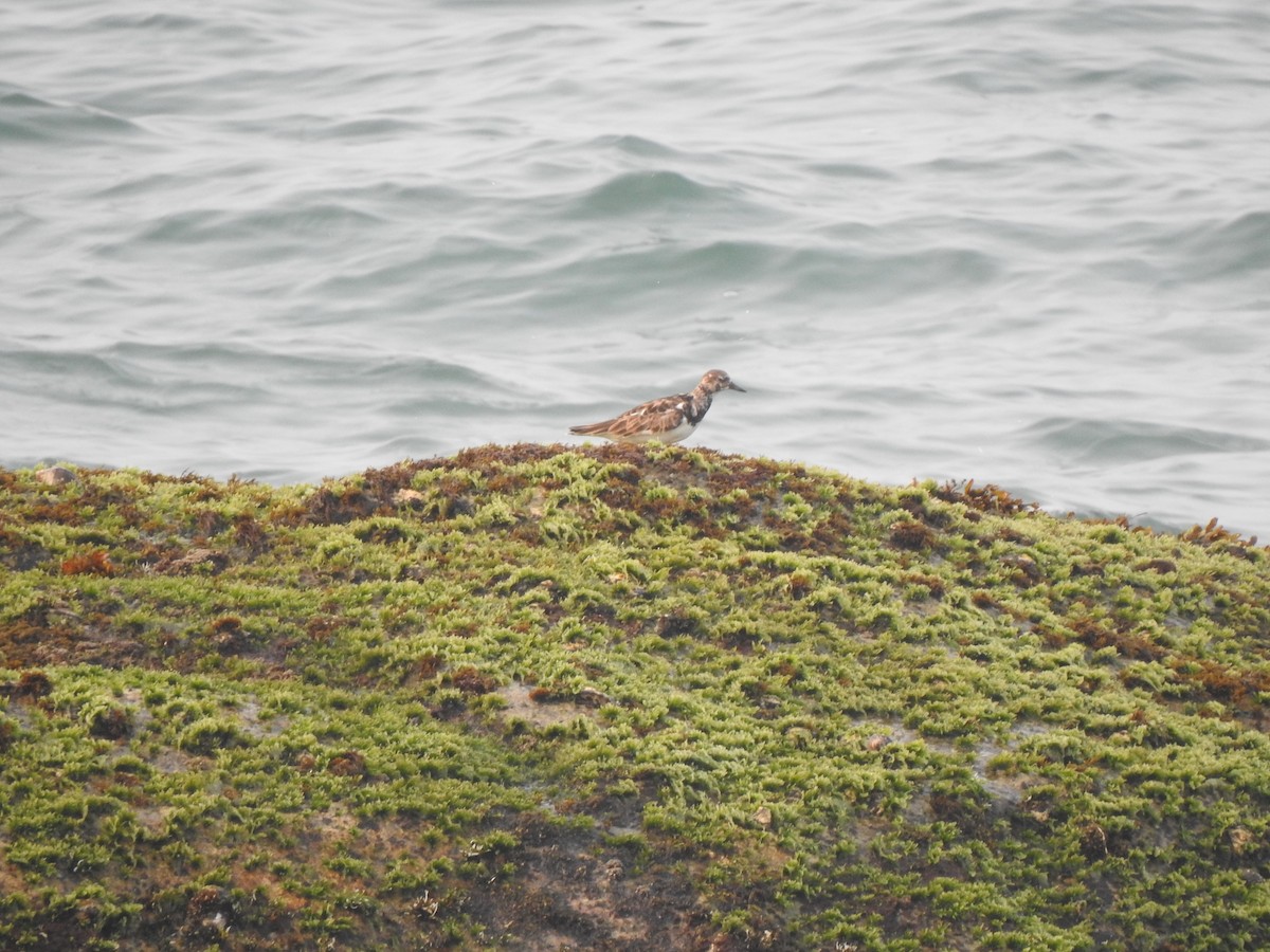 Ruddy Turnstone - ML626559057