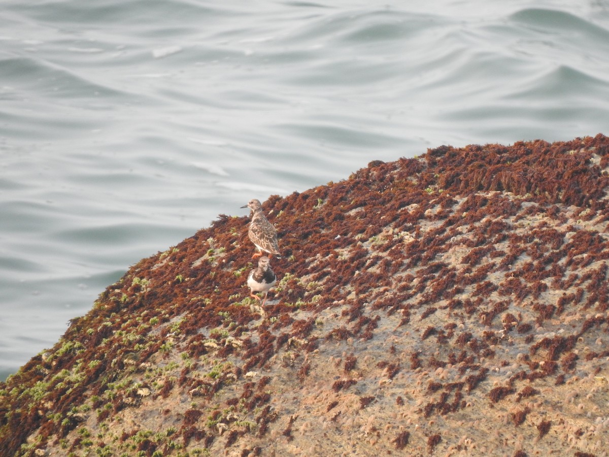 Ruddy Turnstone - ML626559058