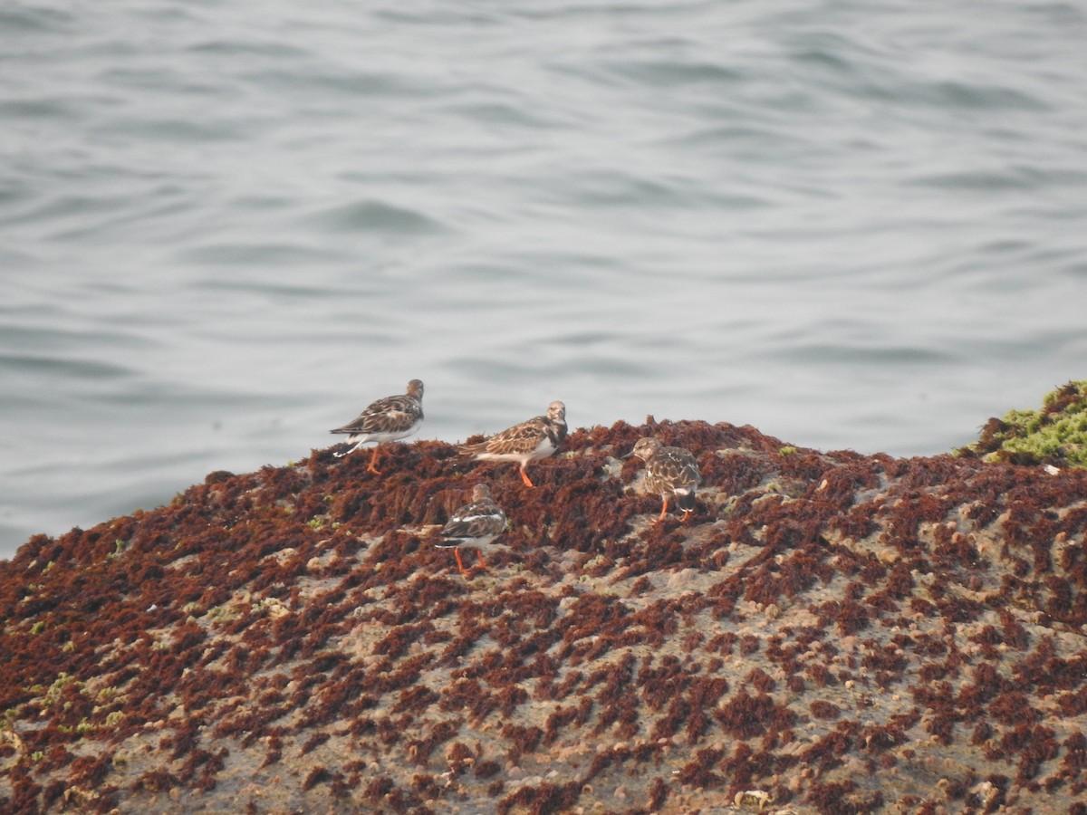 Ruddy Turnstone - ML626559059