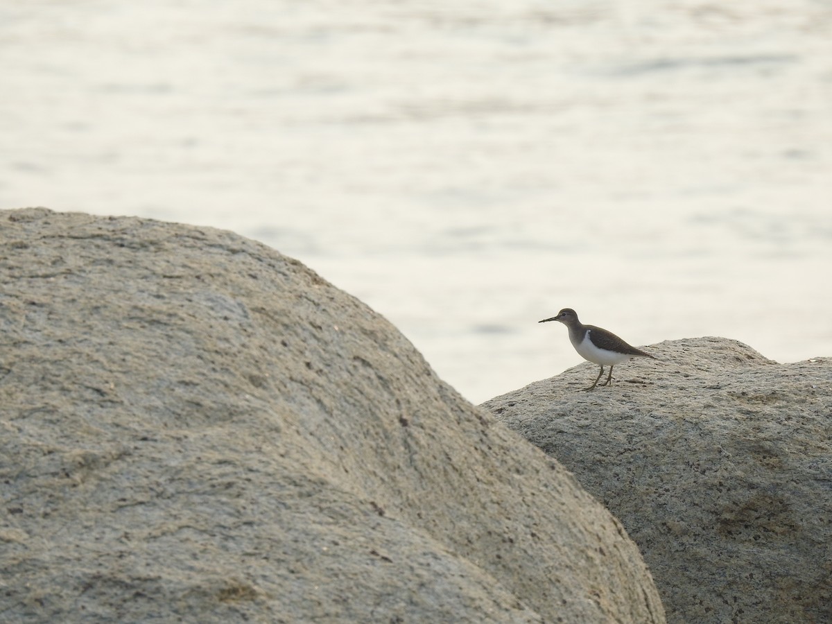 Common Sandpiper - ML626559061