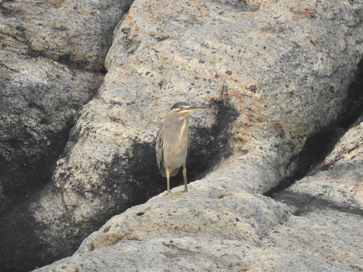 Striated Heron - ML626559063