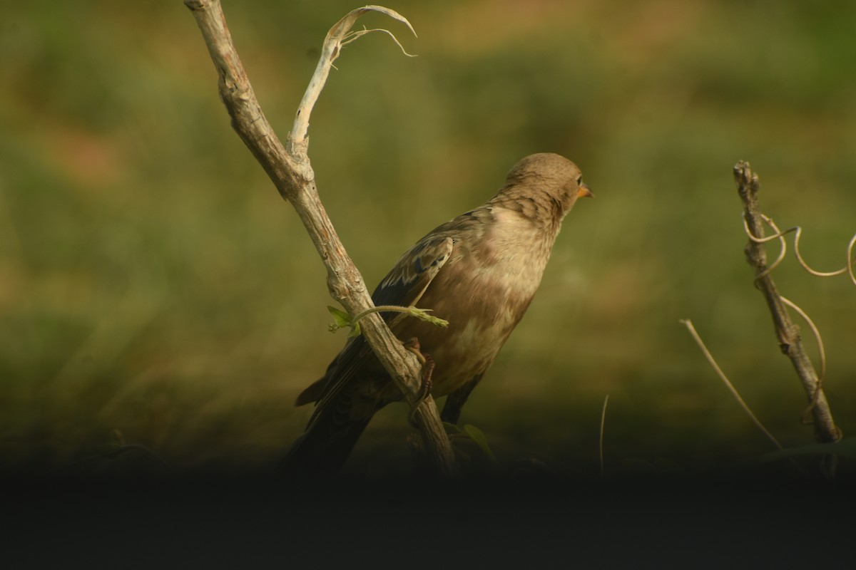 Rosy Starling - ML626559074