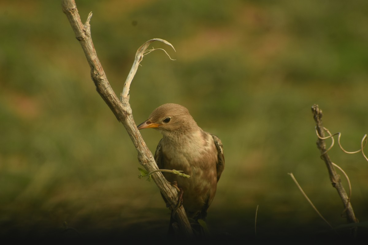 Rosy Starling - ML626559075