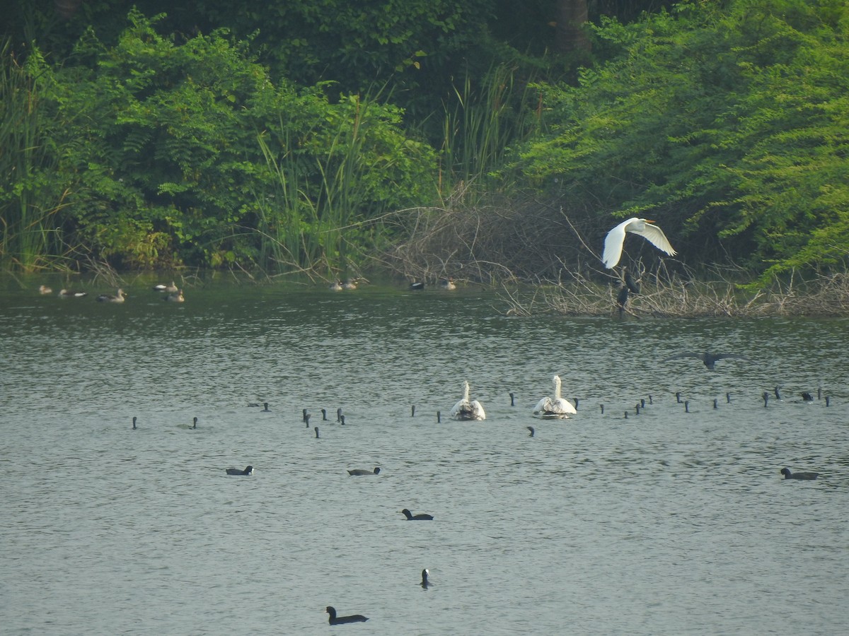 Spot-billed Pelican - ML626559380