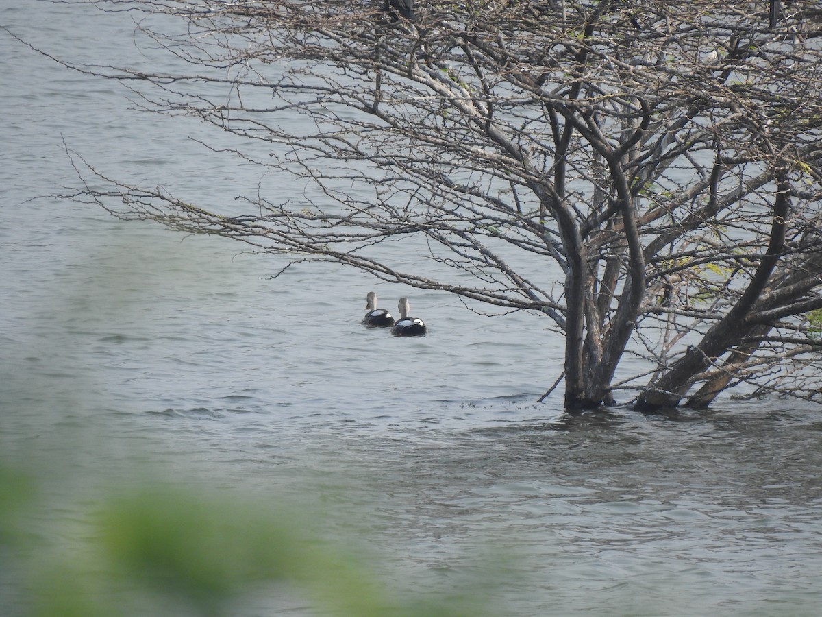 Indian Spot-billed Duck - ML626559385