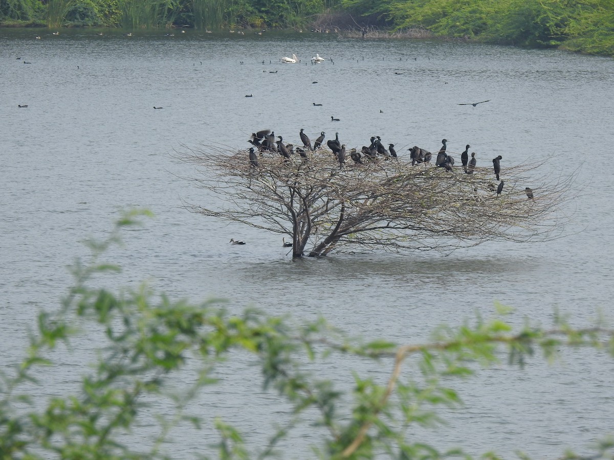 Indian Cormorant - ML626559388