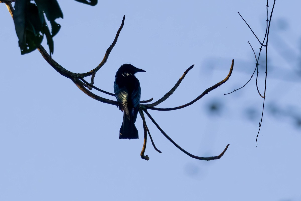 Haarbuschdrongo - ML626559531