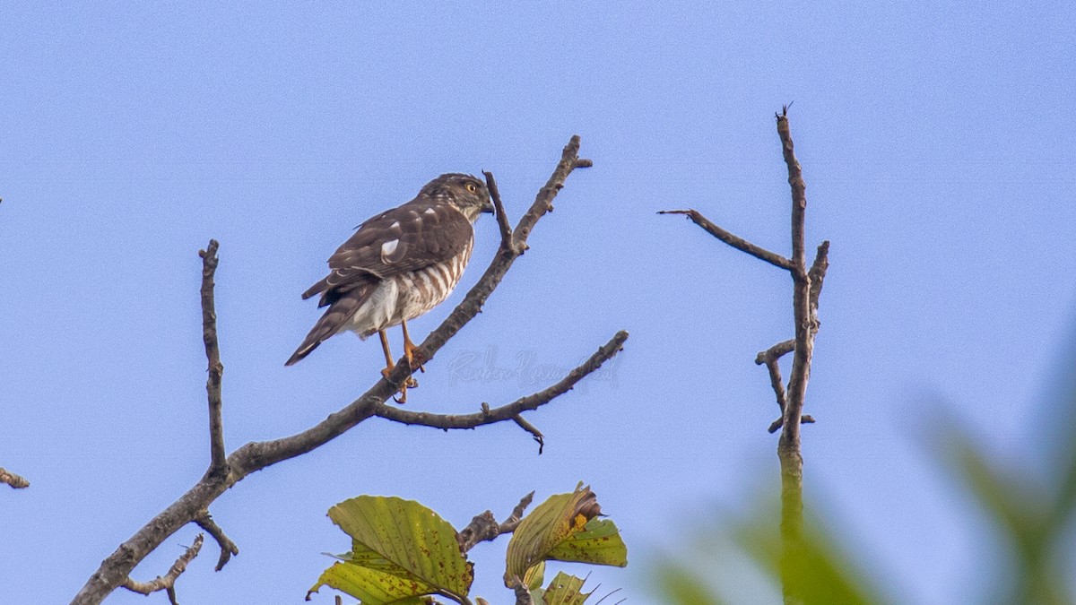 finkehauk - ML626559538