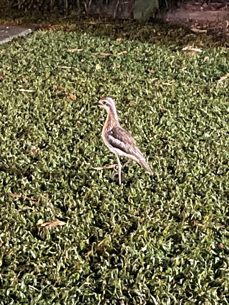 Bush Thick-knee - ML626559561