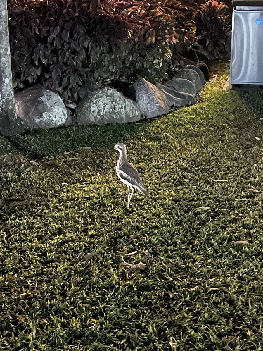 Bush Thick-knee - ML626559562