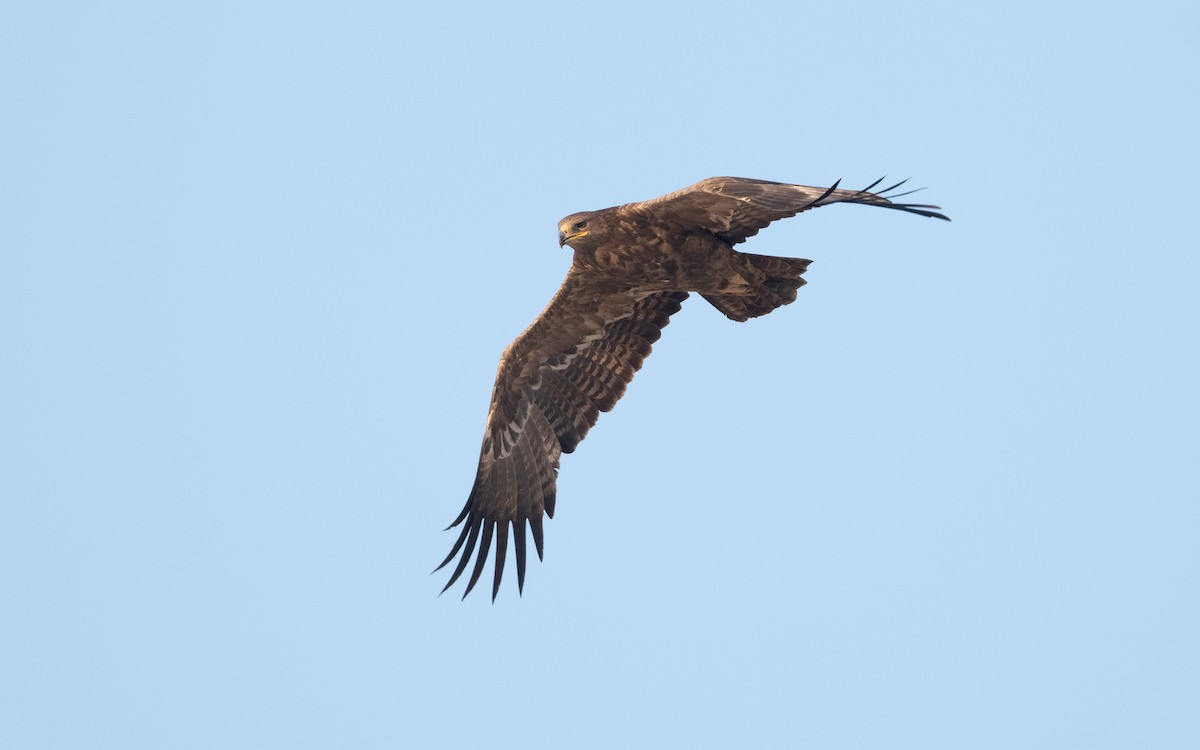 Steppe Eagle - ML626559715