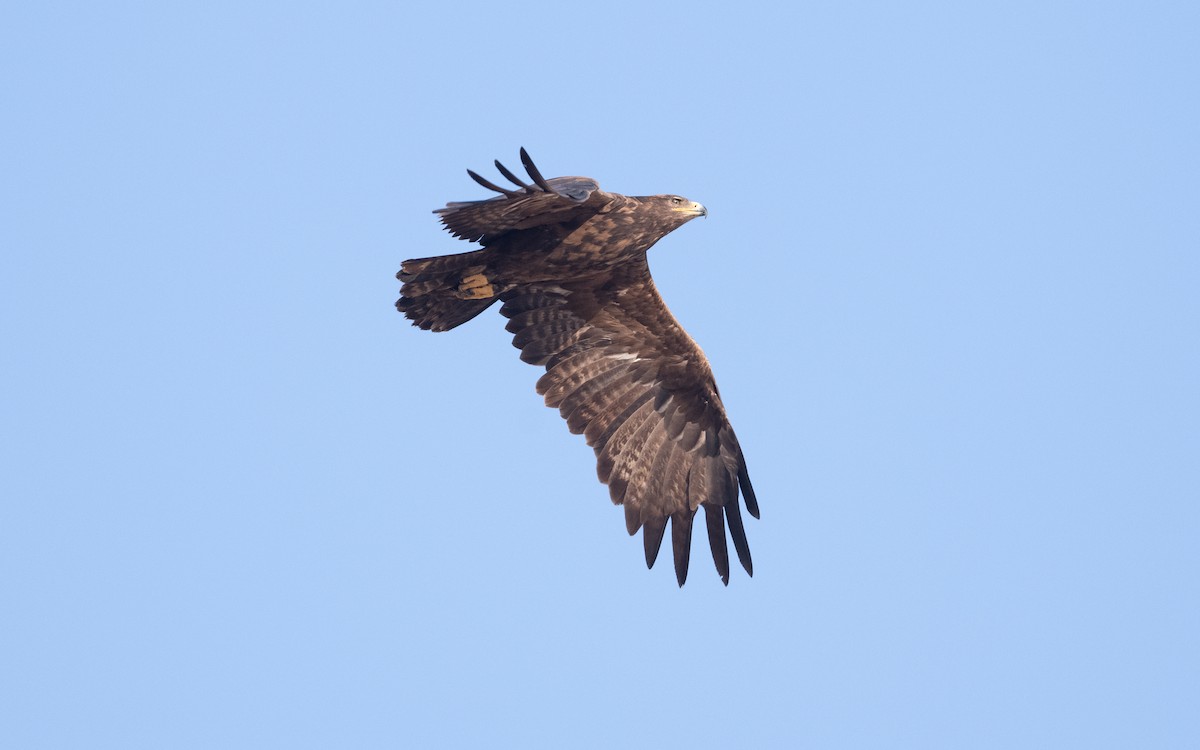 Steppe Eagle - ML626559716
