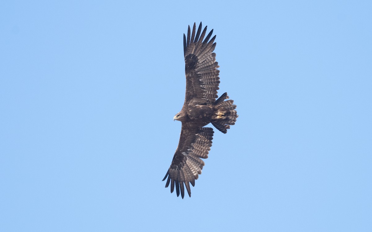 Steppe Eagle - ML626559717