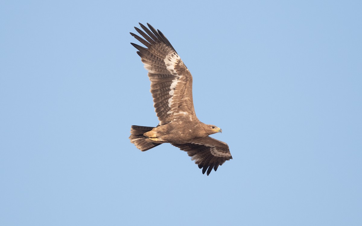 Steppe Eagle - ML626559720