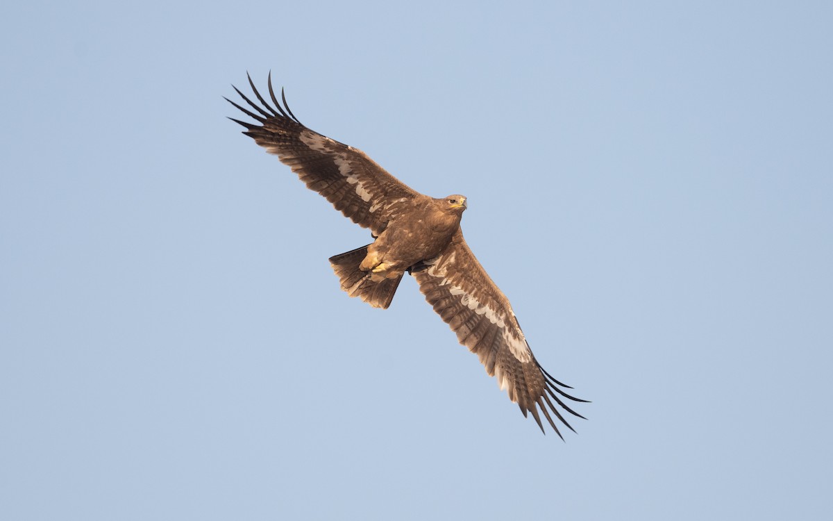 Steppe Eagle - ML626559721