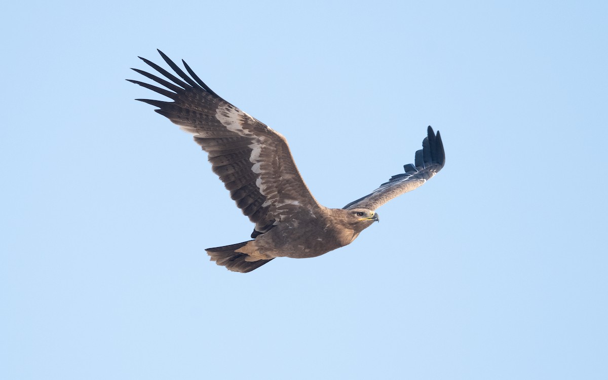 Steppe Eagle - ML626559722